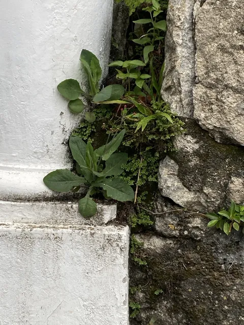 Textures of Santa Teresa photograph 21